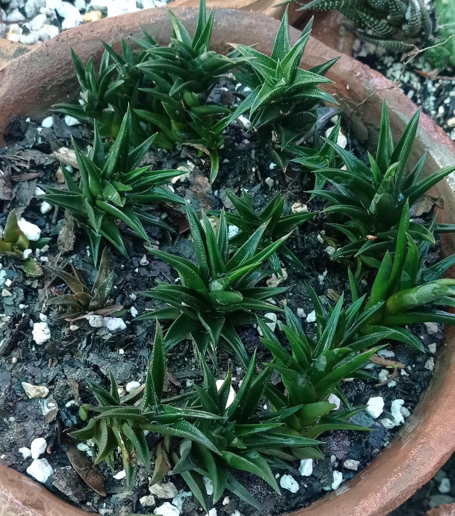 Haworthia Full Pot